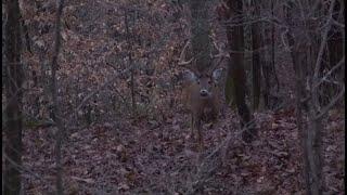 A Kentucky Stud Buck Hits The Ground With Only A Few Days Of Season Left! Crazy Ending!!!