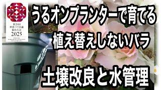 うるオンプランターで育てるバラ　今回は葉が開く迄の水の管理と植えしないバラの土壌改良します。冬から春迄の水管理です。基本は土を乾かす事です。水やり17L満水にしたら空になるまであげません。