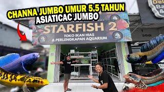 TOKO BANYAK CHANNA JUMBO?? KOLEKSI MILIK YOUTUBER SANSAN TV STARFISH JOGJA