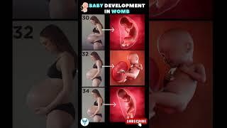 Baby development in womb 