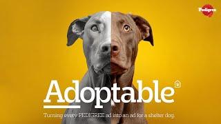 Pedigree - Adoptable (case study)