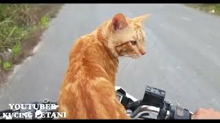 TRIK KHUSUS MENGAJAR KUCING  NAIK MOTOR