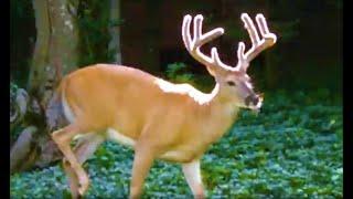 TROPHY WHITETAIL BUCK