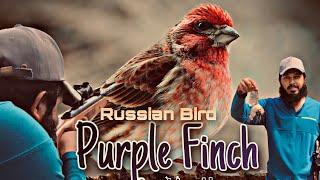 Purple Finch ( Russian Bird ) || Hatsan Mod 65 Hunting video || The bearded hunters