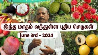 Pt3 June Load-நிழலை விரும்பும் செடிகள் | Plant Restock: Best Shade-Loving Fruit Plants for Your Home