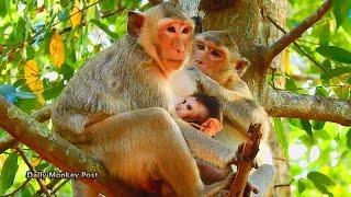 Baby Monkey Drinking Milk & Mom Relaxing Save Energy ,