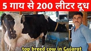 5 गाय से 200 लीटर दूध।। top breed cow in Gujarat।। Arbuda dairy farm kodram B.K.