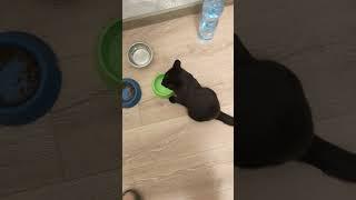 Кошкин сказ продолжается. Котика Ласточка ) #ashleyschneider #котэ #cat #котка #catcorner #животные