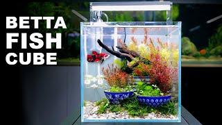 Aquascape Tutorial: IKEBANA BETTA FISH Cube Aquarium (How To: Full Step By Step Planted Tank Guide)