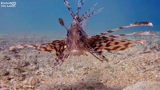 Commen Lionfish (Pterois miles)