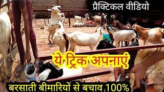 समस्याओं पर विजय पाकर, बकरी पालन मे सफलता हासिल करें  | Goat care in rainy season| goatfarming