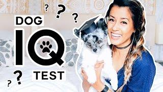 TESTING MY DOG’S INTELLIGENCE! Pet IQ Test w/ Samson | Ariel Hamilton