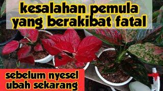 Kesalahan pemula | Tips merawat aglaonema bagi pemula