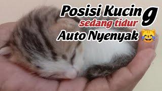 kucing sedang tidur | kucing tidur lucu | kucing tidur nyenyak