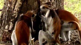 Animals Like Us : Animal Medicine - Wildlife Documentary