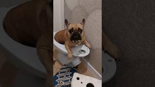 Skibidi буль #frenchbulldog #собака #щенок #bulldog #бульдогмарсельвнуколигарха  #французскийбульдог