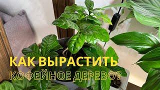 Как вырастить кофейное дерево. Правила ухода за кофе.