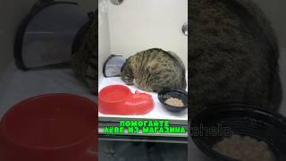 Бездомный котик с рынка нуждается в вашей поддержке.Долг растёт с каждым днём #врек #помощьбездомным
