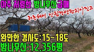 공주부동산/청양임야매매(no.2-426번.귀농해서 산림경영 관리사짓고 밤농사? 아주저렴한 완경사(경사도15~18도)의 밤나무산12.356평 급매)-밤나무800그루/1년3000만수익