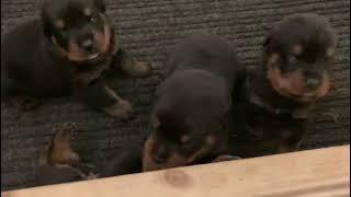 Rottweiler puppies available in Florida, USA - 3 weeks old
