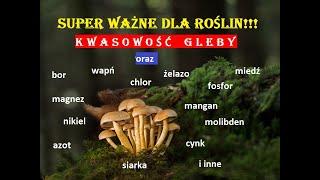 POMIDORY, OGÓRKI ŹLE ROSNĄ?  ROLA SKŁADNIKÓW ODŻYWCZYCH! KWAŚNA GLEBA!