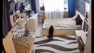 momma cat fixes bed after her kitten messed it up