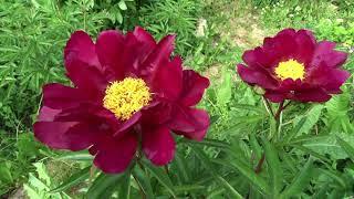 Пион Лайтс Аут / Peony Lights Out - Сад на Волхове