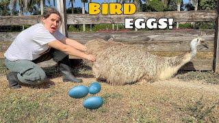 WE FOUND A NEST OF EMU EGGS!