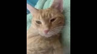 My Cat sings Wellerman