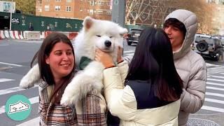 Polar Bear Dog Hops On Lady's Back And Asks New Yorkers For Cuddles | Cuddle Buddies