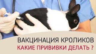 ВАКЦИНАЦИЯ КРОЛИКОВ (часть 1) \\ Какие прививки делать кроликам. График прививок и советы ветеринара