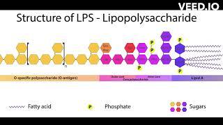 what is endotoxin and chemical composition of endotoxin