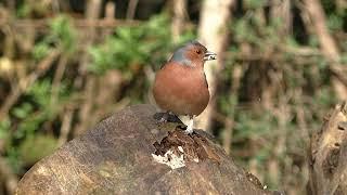 The Chaffinch and Chaffinch Song.