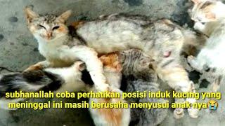 subhanallah induk kucing ini meninggal masih dalam keadaan menyusui anak nya