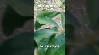 3 JENIS ALPUKAT YANG MUDAH BUAHNYA @BIBIT UNGGUL BLITAR 5758