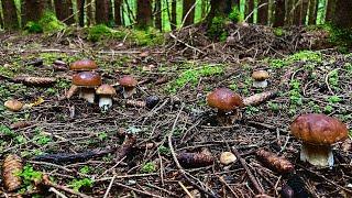 ГРИБНИК СВИХНУЛСЯ С УМА КОГДА УВИДЕЛ ЭТИ ГРИБЫ ! ЕЛОВЫЕ БОРОВИКИ ПОШЛИ ПУЧКАМИ ! Грибы 2024 !
