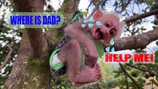 Baby monkey Moon stuck in a tree, she cried and called her dad to help