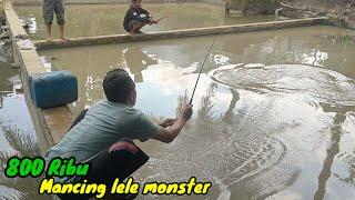 Mancing borongan ikan lele paling menegangkan