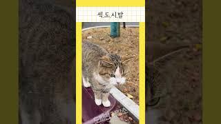 #shorts 심장 터질듯한 귀여운 고양이 모음 #funny #cat