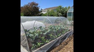 Grow Broccoli & Control Their Pests