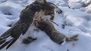 RABBIT HUNTING with a RED-TAILED HAWK!!! - FALCONRY HUNTING!!!