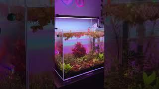 Can I make fish tanks for a living?#fishies #fish #petfish #aquarium #aquascape #underwater #pet #fy