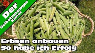 Erbsen erfolgreich anbauen