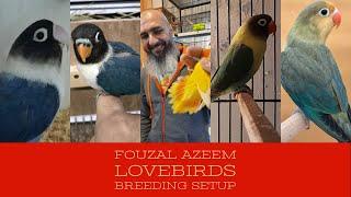 fouzal Azeem Lovebirds | Breeding Setup | By Wajahat Munawar