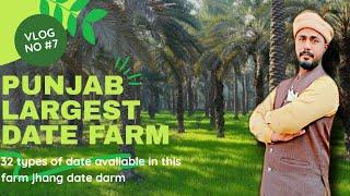 Date farm vlog || Oldest farm || Hassan vlog || jhang sadar