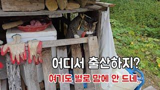 아기 낳을 장소를 신중하게 찾는 임산부 고양이