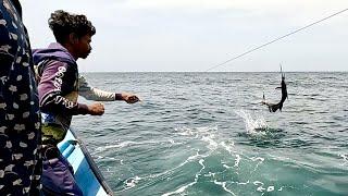 Catching Sail Fish, Squid Fish and Needle Fish in the Sea