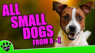 All Small Dog Breeds From A To Z (4 of 6) - Maltese- Pembroke Welsh Corgi