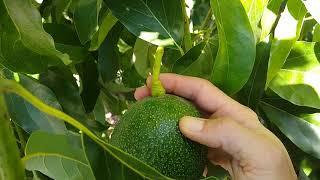 Cold damage on avocado trees: recovery and effects after one year