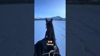 #тренды #подпишись #reels #horse #лошади #animals #той #automobile #кони #youtubeshorts #rek #goat